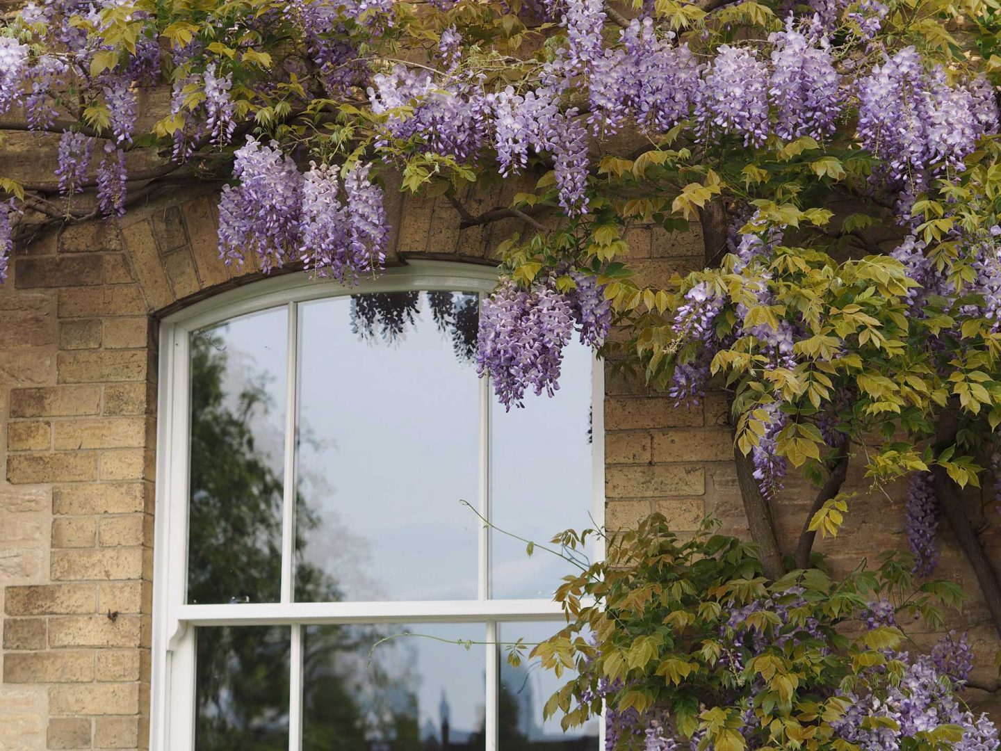Replacement windows Surrey - sliding sash windows with flowers