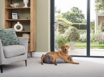 ob36 bifold doors with sofa and dog